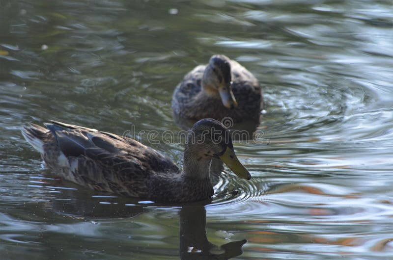 Due germani reali femminili che nuotano in un lago, anatre in acqua in autunno fotografia stock libera da diritti Due germani reali femminili che nuotano in un lago, anatre in acqua in autunno fotografia stock libera da diritti