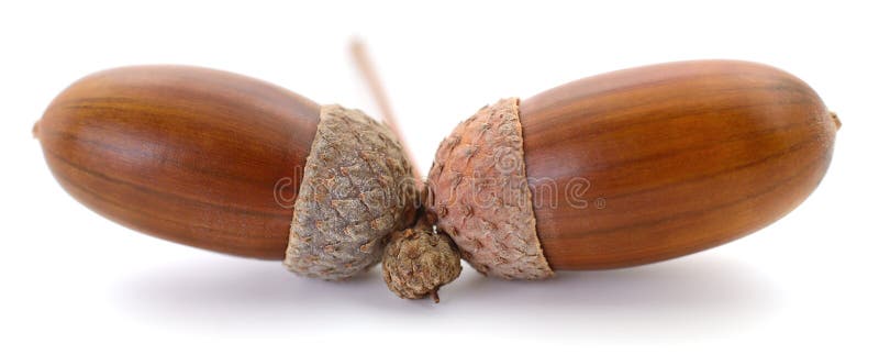 Due ghiande marroni isolate su sfondo bianco fotografie stock
