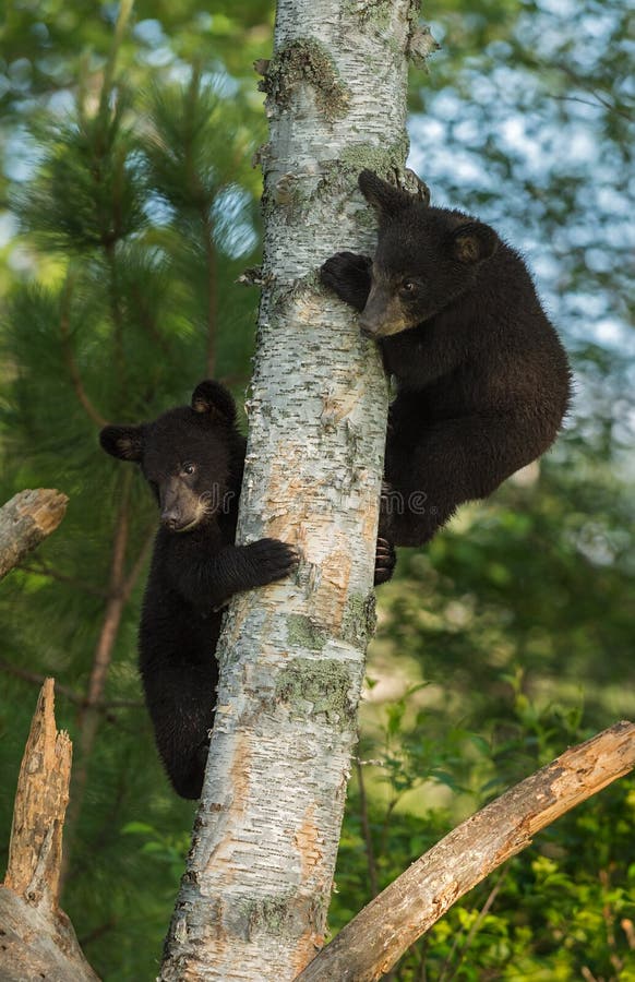 Due giovani orsi neri (ursus americanus) si nascondono in albero
