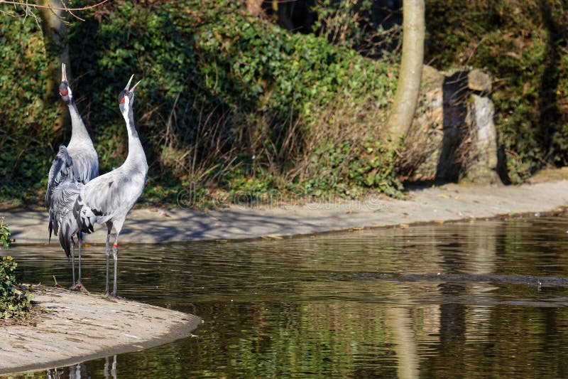 Two common cranes (Grus grus) singing in the park, Lyon, France. Two common cranes (Grus grus) singing in the park, Lyon, France