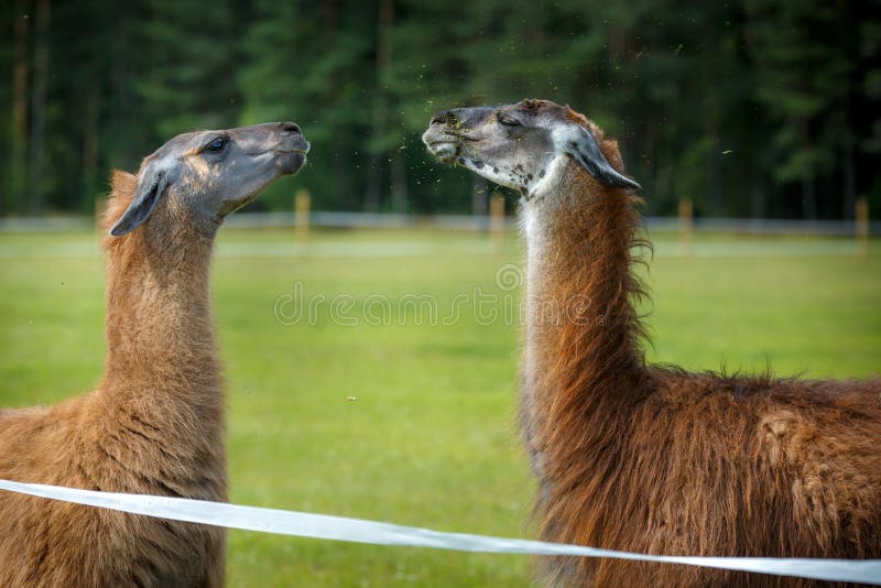 Due lame adulte del guanaco in una disputa fotografie stock libere da diritti Due lame adulte del guanaco in una disputa fotografie stock libere da diritti