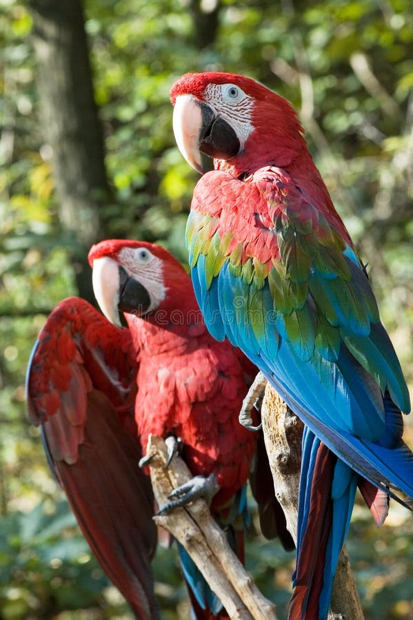 Due macaws