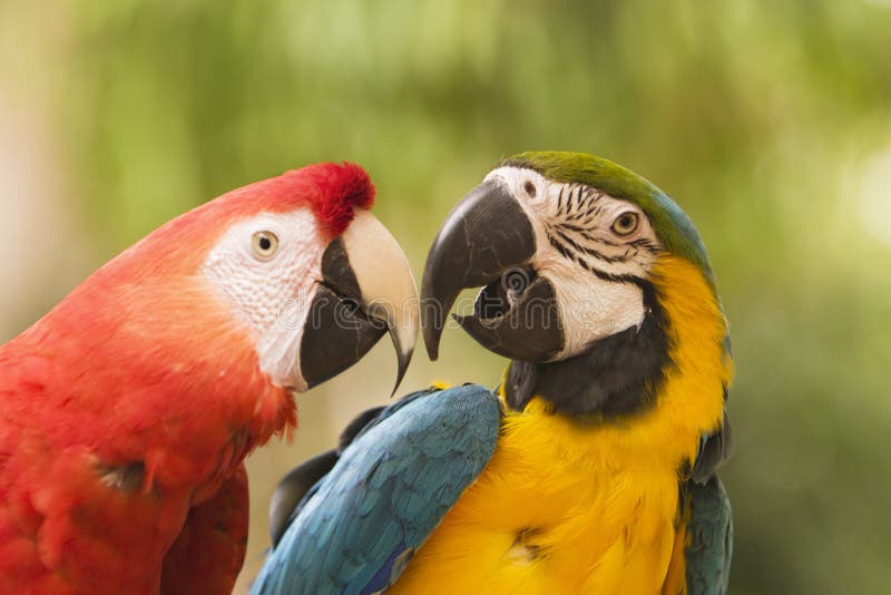 Due Macaws insieme