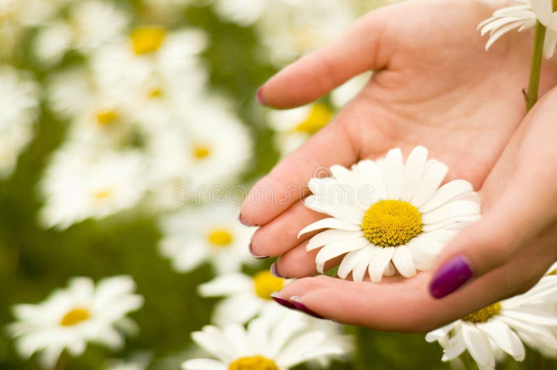 Due mani delle donne che tengono un fiore della margherita immagini stock libere da diritti Due mani delle donne che tengono un fiore della margherita immagini stock libere da diritti