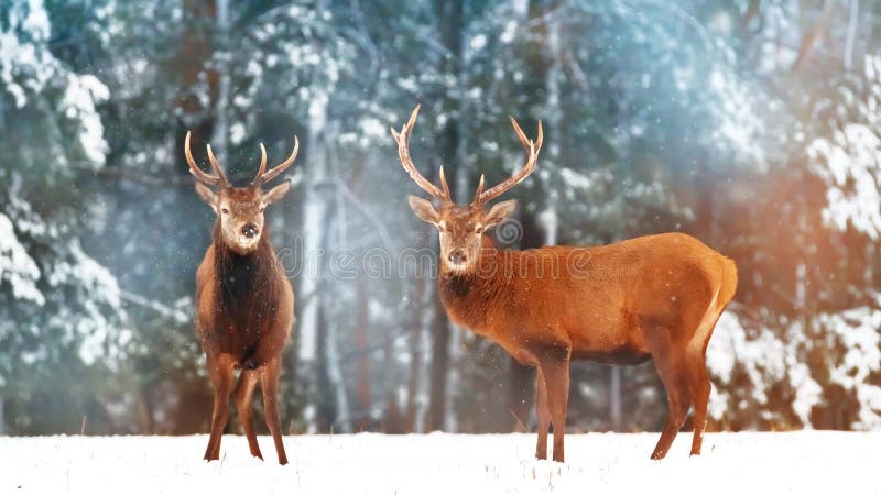 Due maschi nobili dei cervi con le femmine contro lo sfondo di un inverno artistico della bella dell'inverno foresta della neve a
