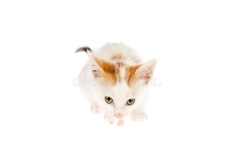 Due mesi svegli del calicò del gattino di fiuto del pezzo della carne e guardare alla macchina fotografica, isolata su fondo bian fotografia stock libera da diritti Due mesi svegli del calicò del gattino di fiuto del pezzo della carne e guardare alla macchina fotografica, isolata su fondo bian fotografia stock libera da diritti