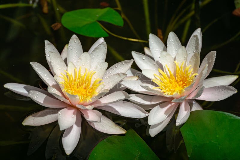 Due ninfee o fiori di loto rosa luminosi di stupore Marliacea Rosea in vecchio stagno Nympheas con le gocce di acqua fotografie stock Due ninfee o fiori di loto rosa luminosi di stupore Marliacea Rosea in vecchio stagno Nympheas con le gocce di acqua fotografie stock