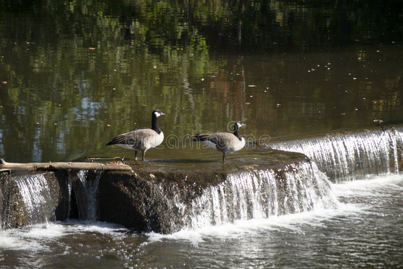 Due oche canadesi appollaiate su una diga a cascata immagine stock