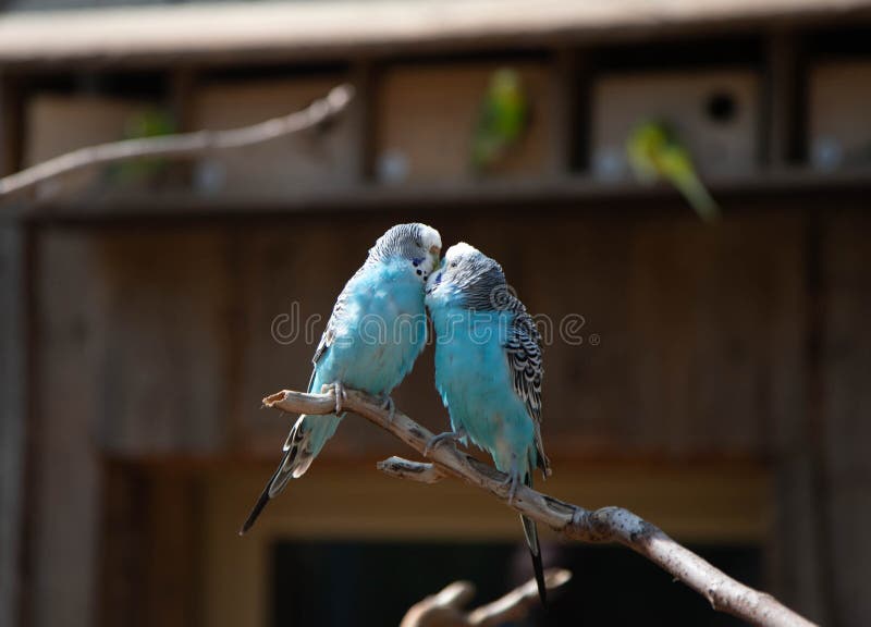 Due pappagalli blu nell'amore si siedono su un ramo e su un bacio fotografie stock libere da diritti Due pappagalli blu nell'amore si siedono su un ramo e su un bacio fotografie stock libere da diritti