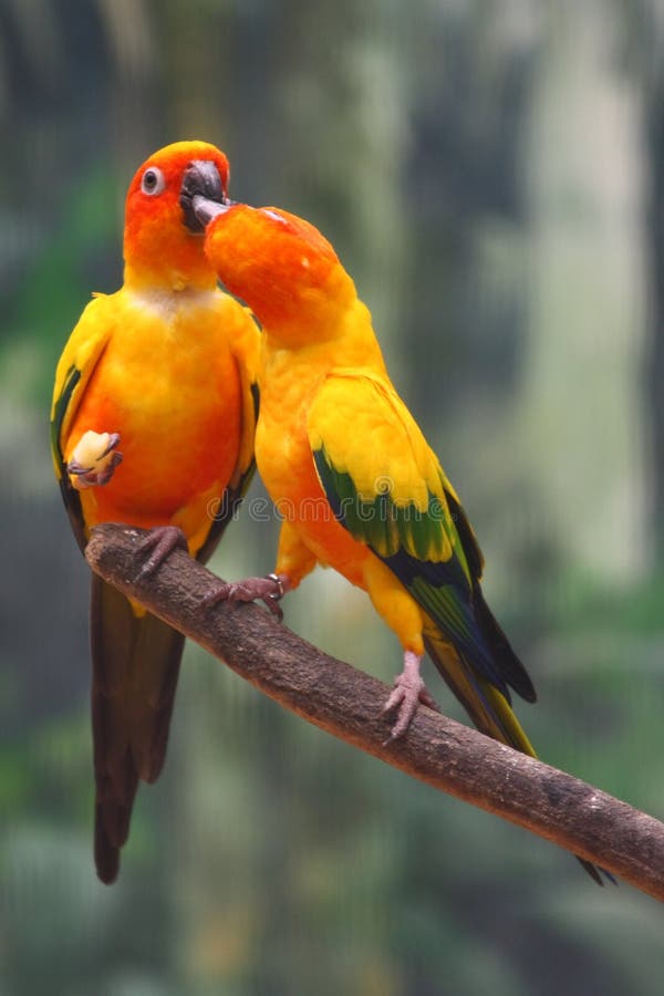 Due pappagalli gialli