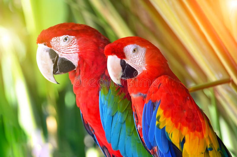 Due pappagalli rossi negli uccelli tropicali della foresta