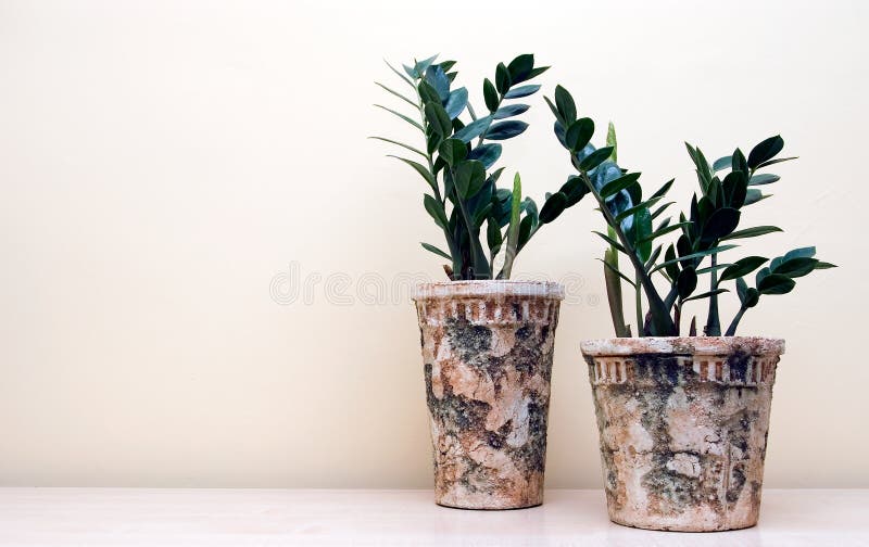 Due piante di POT immagine stock Due piante di POT immagine stock