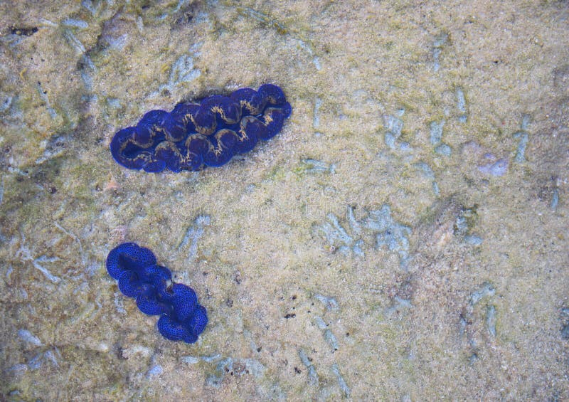 Due piccole vongole giganti blu subacquee - tridacna maxima - mollusco bivalve - Marine Life - Coral Walk - fondo astratto di str immagine stock libera da diritti Due piccole vongole giganti blu subacquee - tridacna maxima - mollusco bivalve - Marine Life - Coral Walk - fondo astratto di str immagine stock libera da diritti
