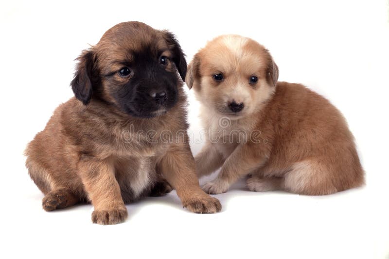 Due piccoli cani fotografia stock Due piccoli cani fotografia stock
