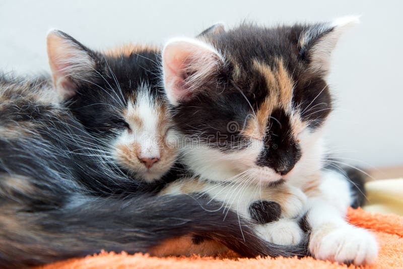 Due piccoli gattini che dormono insieme fotografia stock libera da diritti Due piccoli gattini che dormono insieme fotografia stock libera da diritti