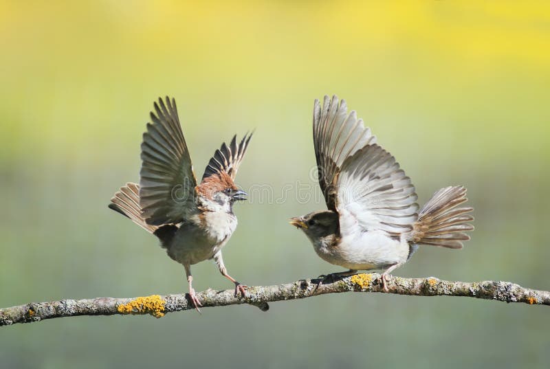 Due piccoli passeri divertenti degli uccelli su un ramo in un giardino soleggiato della molla che agita le loro ali e becchi dura