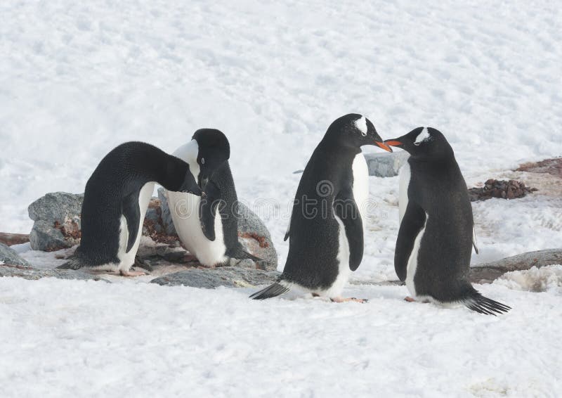 Due pinguini del Adelie e pinguini di gentoo due. immagini stock Due pinguini del Adelie e pinguini di gentoo due. immagini stock