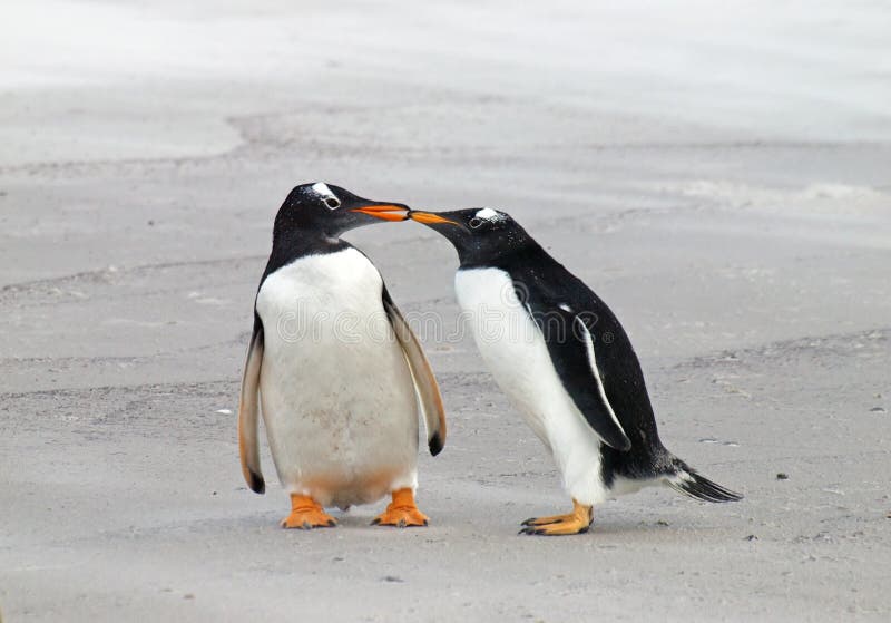 Due pinguini di Gentoo fotografie stock libere da diritti