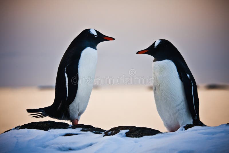 Due pinguini identici fotografia stock libera da diritti