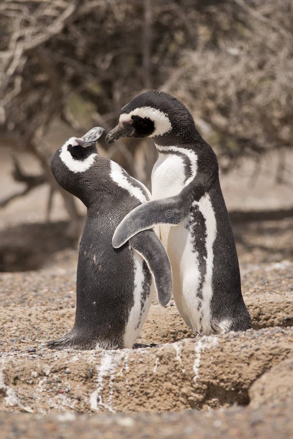 Due pinguini magellanic che stanno davanti al loro nido fotografia stock libera da diritti
