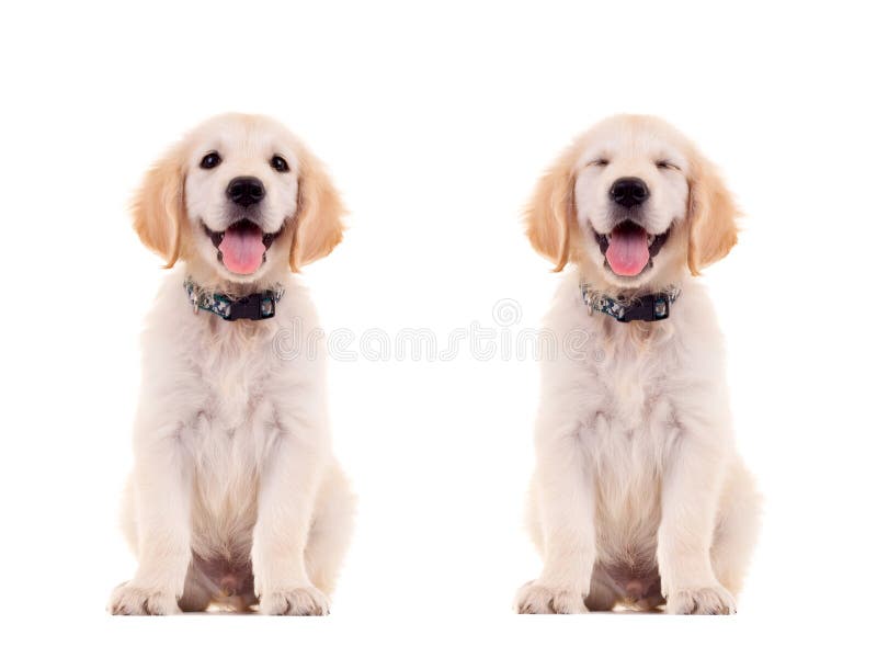 Due pose impressionabili di un cucciolo sveglio fotografia stock Due pose impressionabili di un cucciolo sveglio fotografia stock