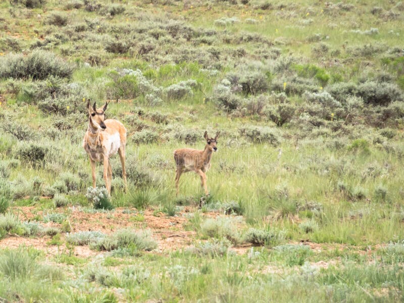 Two pronghorns, Antilocapra americana, doe and fawn. Two pronghorns, Antilocapra americana, doe and fawn.