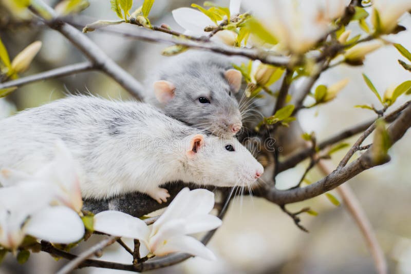 Due ratti operati in fiore della magnolia, nuovo anno cinese 2020 fotografia stock libera da diritti Due ratti operati in fiore della magnolia, nuovo anno cinese 2020 fotografia stock libera da diritti