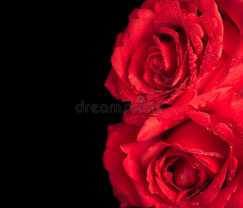 Due rose su fondo, sul giorno di S. Valentino e sul concetto neri di amore fotografia stock Due rose su fondo, sul giorno di S. Valentino e sul concetto neri di amore fotografia stock