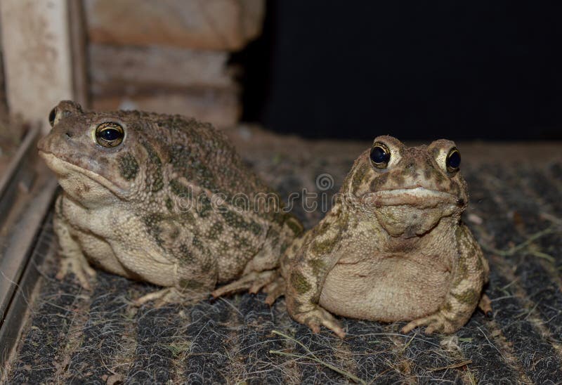 Close up of two adult toads on a dirty rug outside in the dark. Close up of two adult toads on a dirty rug outside in the dark