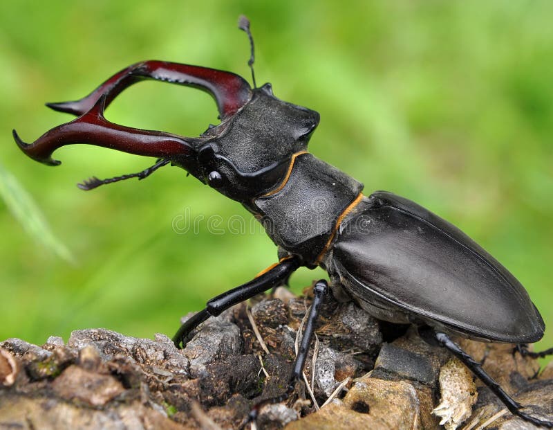 Due scarabei di maschio
