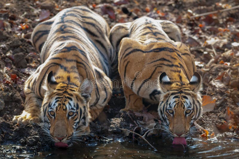 Due tigri del subadult che driking acqua a Waterhole immagine stock Due tigri del subadult che driking acqua a Waterhole immagine stock