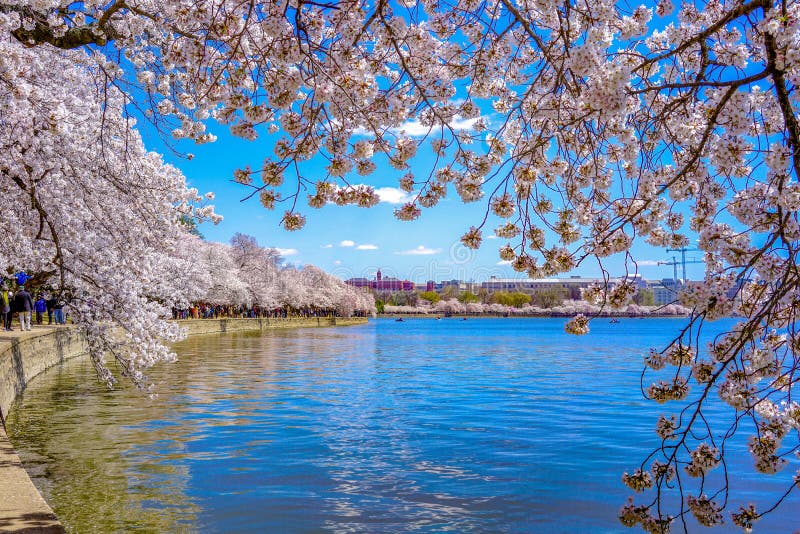 Sakura of April in Washington, Dc, United States Stock Image Image of