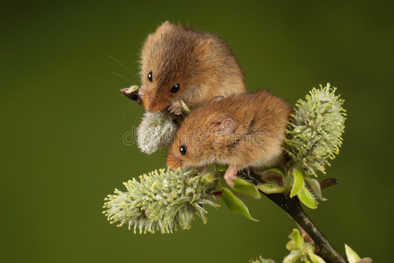 Due topi di raccolto seduti su un ramo di Hawthorn
