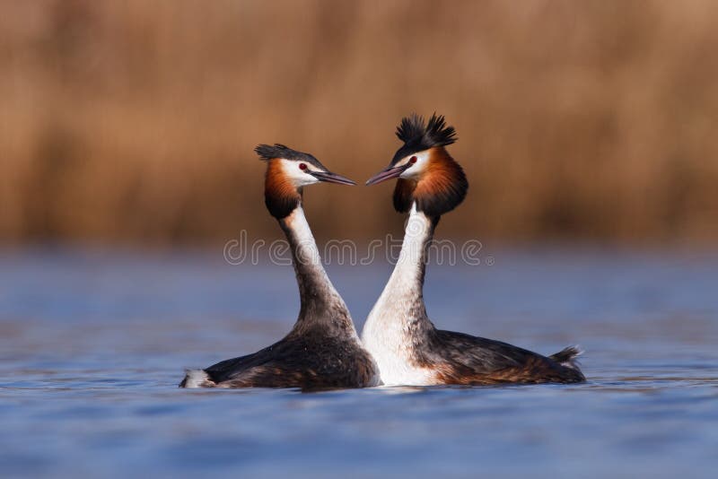 Due uccelli che nuotano sul lago fotografia stock libera da diritti Due uccelli che nuotano sul lago fotografia stock libera da diritti