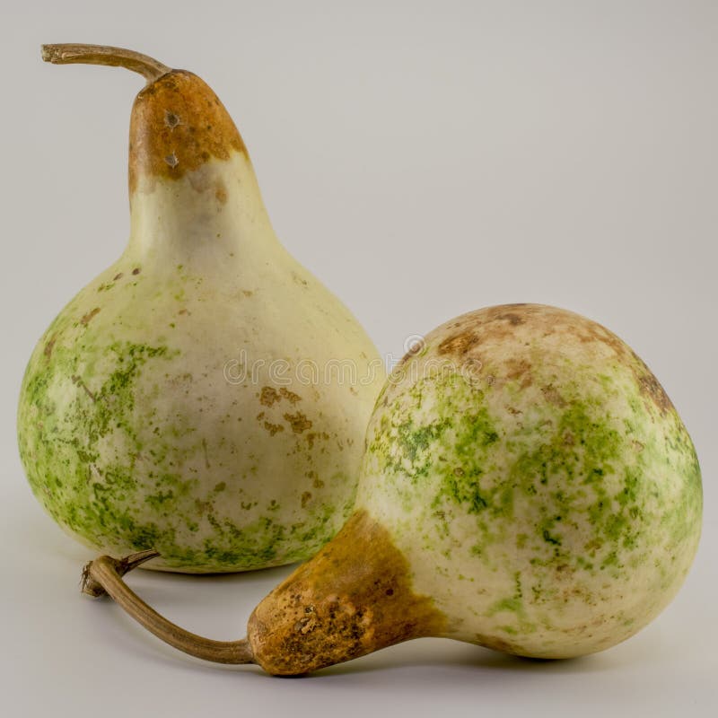 Due zucche essiccate con fondo grigio fotografia stock