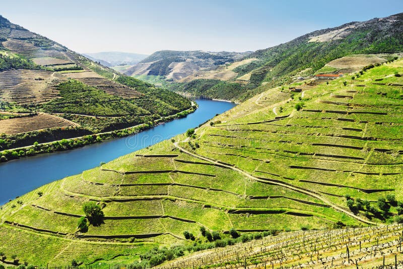 Duero-Tal Weinberge und Landschaft nahe Pinhao-Stadt, Portugal