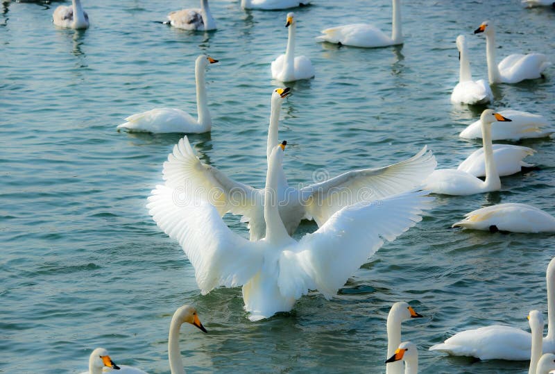 Dueto da dança foto de stock royalty free Dueto da dança foto de stock royalty free