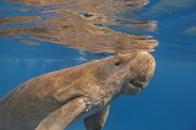 Dugong dugon seacow or sea cow close up swimming in the tropic