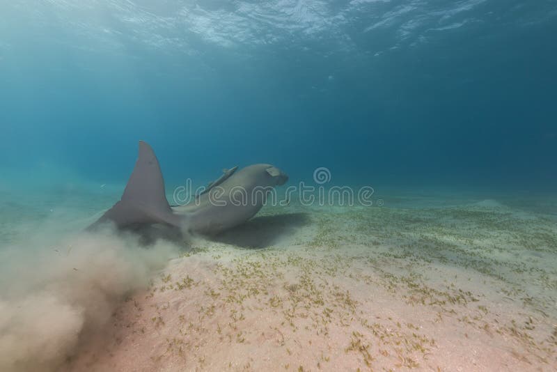 Dugong (dugong dugon) or seacow in the Red Sea. royalty free stock photography Dugong (dugong dugon) or seacow in the Red Sea. royalty free stock photography