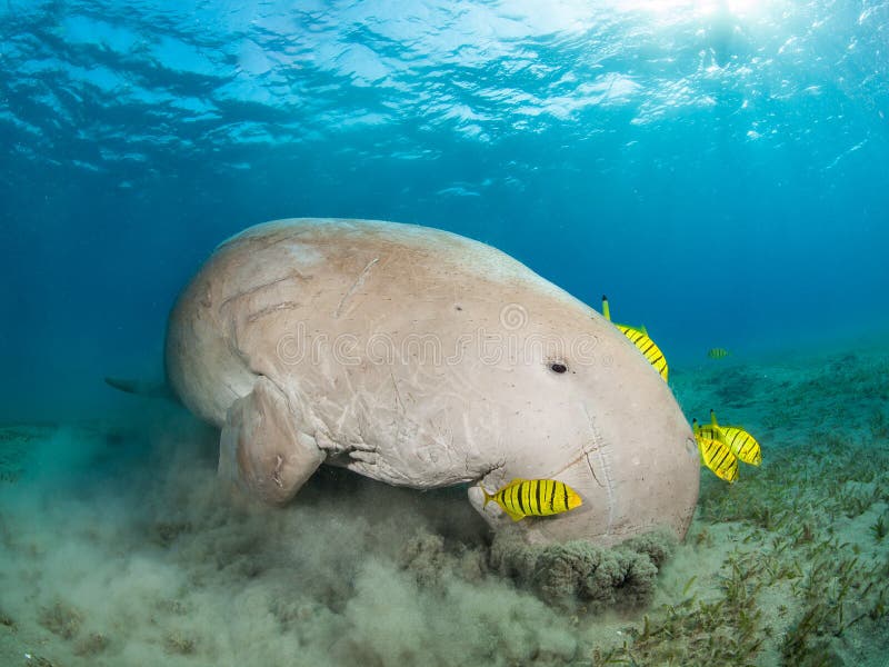 Dugong in a sea grass meadow surrounded by yellow pilot fish