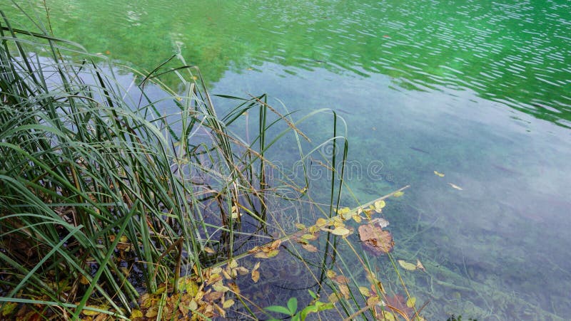 Duidelijk groen meer met riet, Plitvice, Kroatië stock afbeelding Duidelijk groen meer met riet, Plitvice, Kroatië stock afbeelding