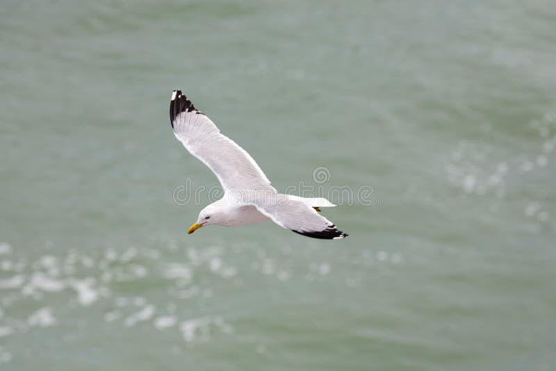 Duif stock foto's
