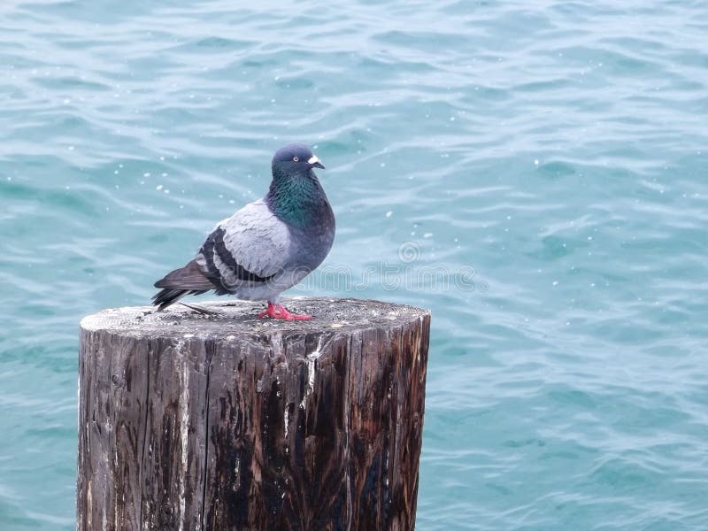 Duif die van de mening over zich het opstapelen genieten bij Verbindingsstrand, Californië stock afbeelding Duif die van de mening over zich het opstapelen genieten bij Verbindingsstrand, Californië stock afbeelding