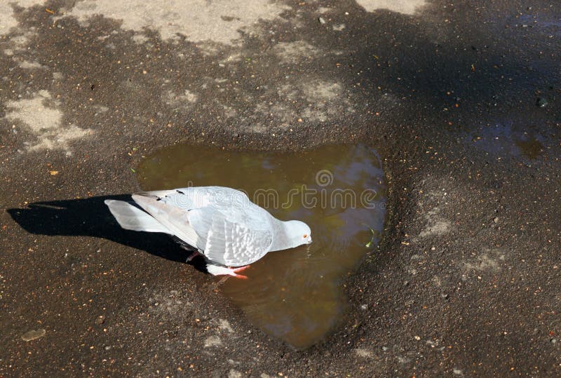 Duif het drinken van een vulklei stock foto's Duif het drinken van een vulklei stock foto's