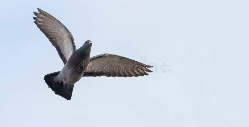 Duif tijdens de vlucht dichte omhooggaande, blauwe hemel stock foto Duif tijdens de vlucht dichte omhooggaande, blauwe hemel stock foto