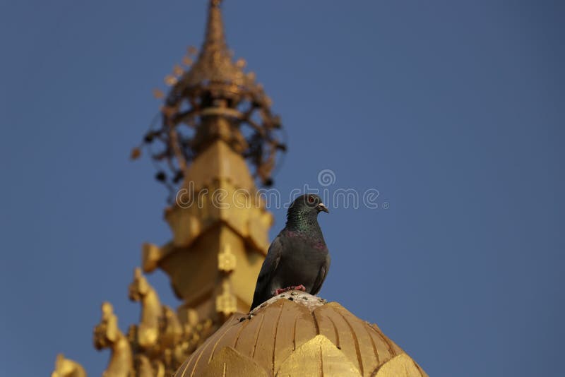 Duifzitting op één van de pijlers bij Vippasana-Pagode stock afbeelding Duifzitting op één van de pijlers bij Vippasana-Pagode stock afbeelding