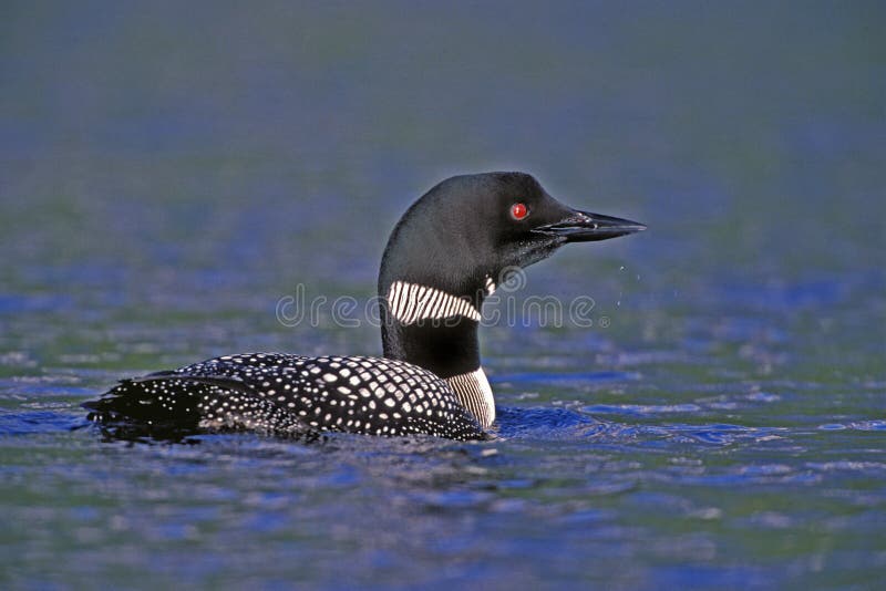 Duiker die in meer zwemmen royalty-vrije stock foto Duiker die in meer zwemmen royalty-vrije stock foto