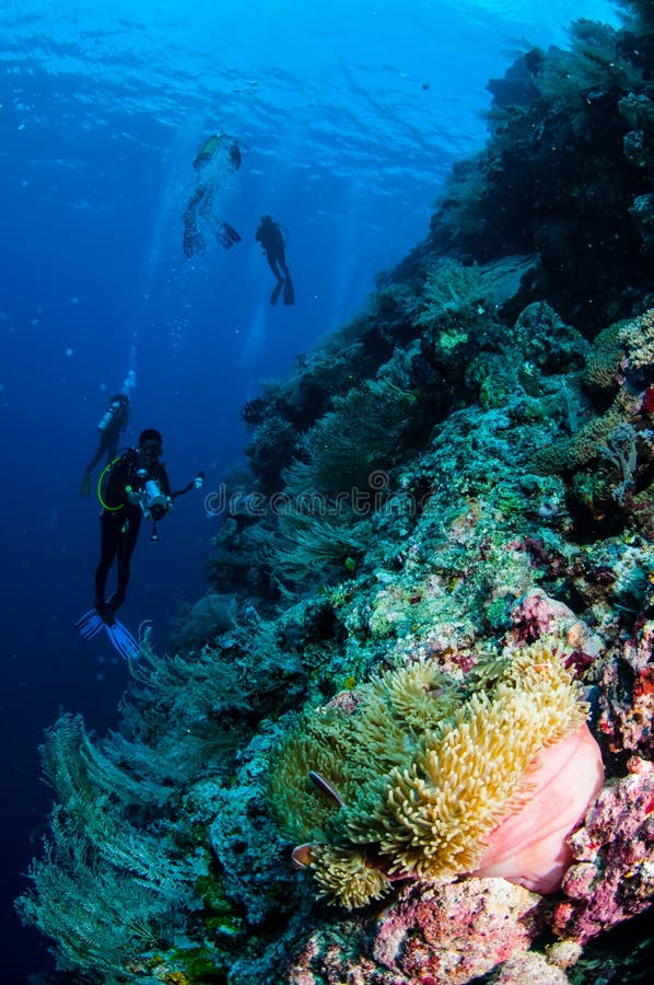 Duikers, anemoon, clownfish, zacht koraal in Banda, de onderwaterfoto van Indonesië royalty-vrije stock fotografie Duikers, anemoon, clownfish, zacht koraal in Banda, de onderwaterfoto van Indonesië royalty-vrije stock fotografie