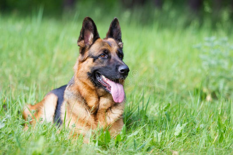 Duitse herder Dog royalty-vrije stock afbeeldingen Duitse herder Dog royalty-vrije stock afbeeldingen