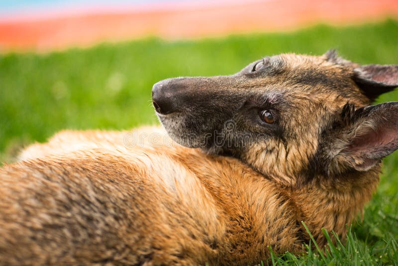 Duitse herder Dog die in gras bepalen die terug camera bekijken stock afbeelding Duitse herder Dog die in gras bepalen die terug camera bekijken stock afbeelding